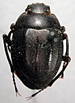 Erodius (Dimeriseis) kneuckeri