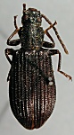 Goniadera coracina