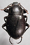 Itagonia ganglbaueri