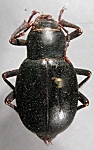 Trigonoscelis sublaevigata sublaevigata