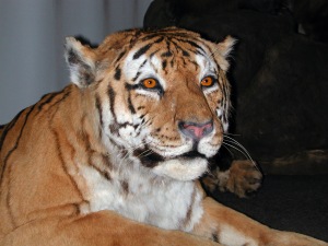 Panthera tigris altaica