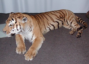 Panthera tigris altaica, mounted skin