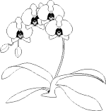 Orchideen