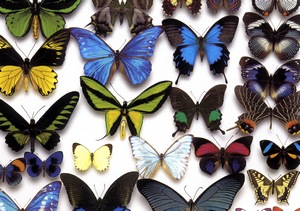Schmetterlinge aus der Sammlung