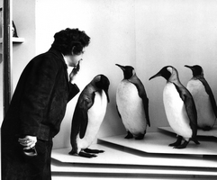 Pinguine nach überstandenem Krieg