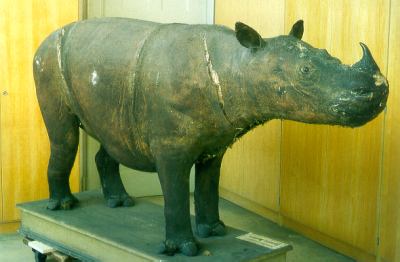 Das Wiesbadener Sumatranashorn vor der Restaurierung