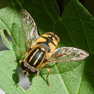 Helophilus pendulus - #