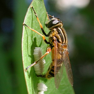 Helophilus pendulus - #